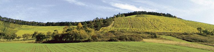 Weinberg Weinbau Keller