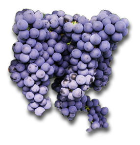 Weintrauben-lila